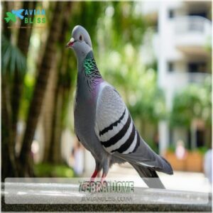 Zebra Dove