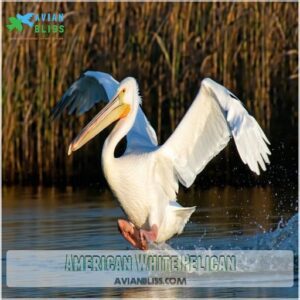 American White Pelican