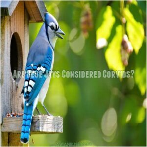 Are Blue Jays Considered Corvids