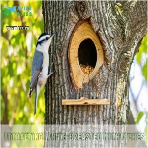 Attracting White-breasted Nuthatches