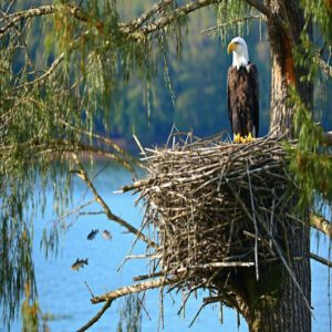 Bald Eagle Nesting and Feeding Habits