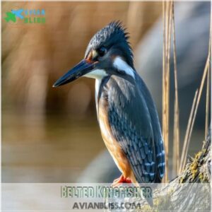 Belted Kingfisher