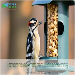 Benefits of Suet for Woodpeckers