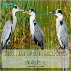 Best Time to Spot Herons in Colorado