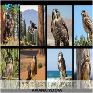 Birds of Prey in California