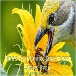 Birds That Crack Sunflower Seeds Open