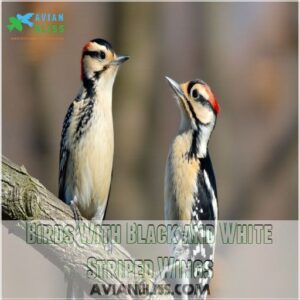 Birds With Black and White Striped Wings