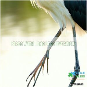 Birds With Long Legs Overview