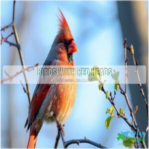 Birds With Red Heads