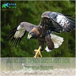 Black and White Hawk Diet and Hunting Habits