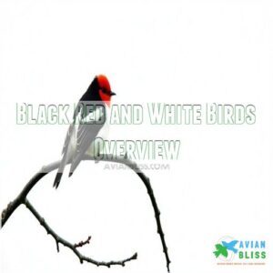 Black Red and White Birds Overview