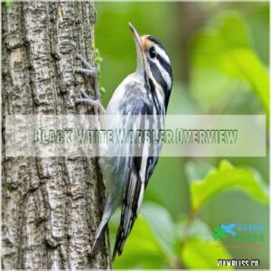 Black White Warbler Overview