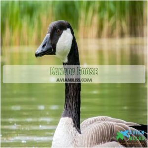 Canada Goose