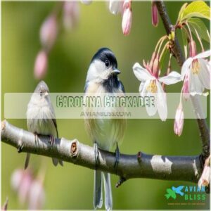 Carolina Chickadee