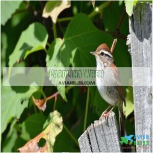 Carolina Wren