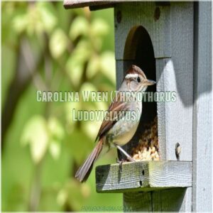 Carolina Wren (Thryothorus Ludovicianus)