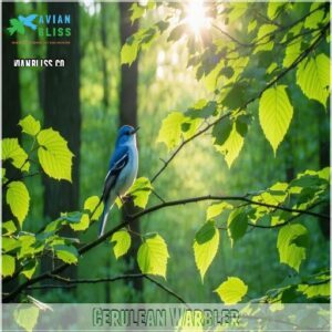 Cerulean Warbler