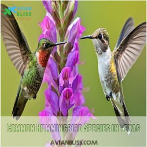 Common Hummingbird Species in Texas