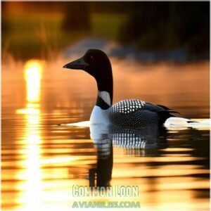 Common Loon