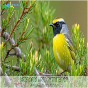 Common Yellowthroat