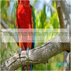 Conservation Efforts and Protection