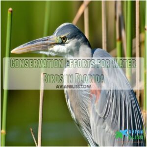 Conservation Efforts for Water Birds in Florida