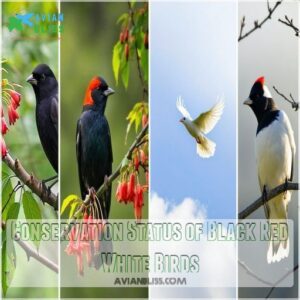 Conservation Status of Black Red White Birds