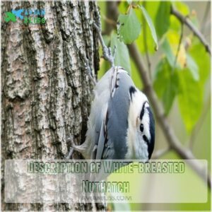 Description of White-breasted Nuthatch