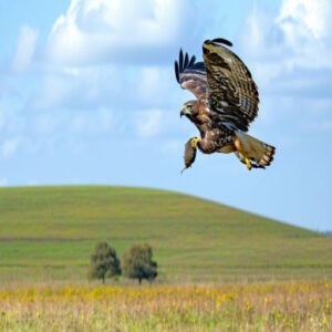 Diet and Prey of Red-Tailed Hawks