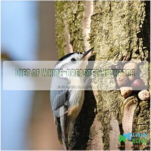 Diet of White-breasted Nuthatch