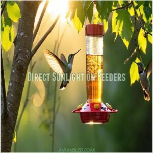 Direct Sunlight on Feeders