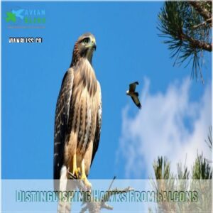 Distinguishing Hawks From Falcons