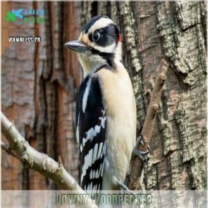 Downy Woodpecker