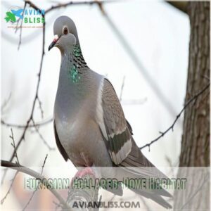 Eurasian Collared-Dove Habitat