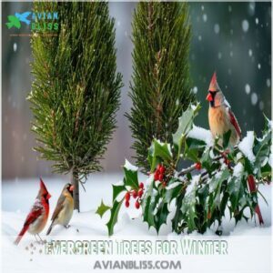 Evergreen Trees for Winter