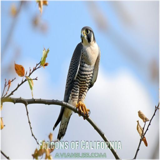 California Birds of Prey: 8 Stunning Raptors You Must See in 2024!