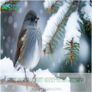 Fun Facts About Dark-eyed Juncos