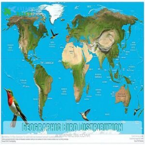 Geographic Bird Distribution