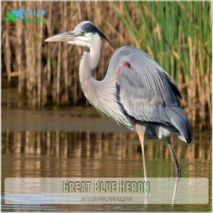 Great Blue Heron