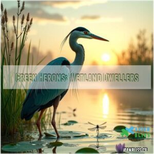 Green Herons: Wetland Dwellers