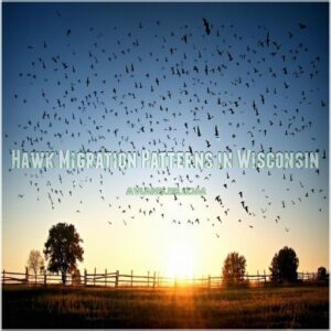 Hawk Migration Patterns in Wisconsin