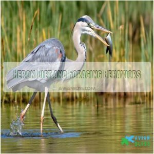 Heron Diet and Foraging Behaviors