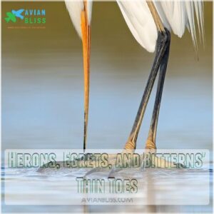 Herons, Egrets, and Bitterns