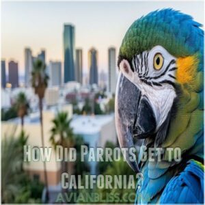 How Did Parrots Get to California