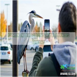 Human Interactions With Illinois Herons