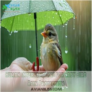 Human Interventions for Baby Bird Rain Protection