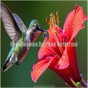 Hummingbird Diet and Nutrition