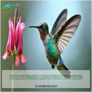 Hummingbird Migration Patterns