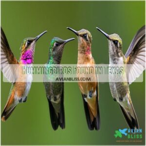 Hummingbirds Found in Texas