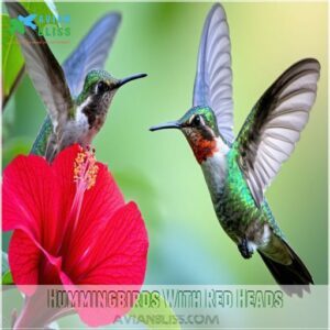 Hummingbirds With Red Heads